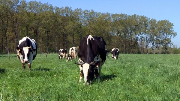 Présentielle : Bien-être animal du mardi 29 septembre 2020 à 09h00 au mardi 29 septembre 2020 à 17h00 à Clermont-Ferrand