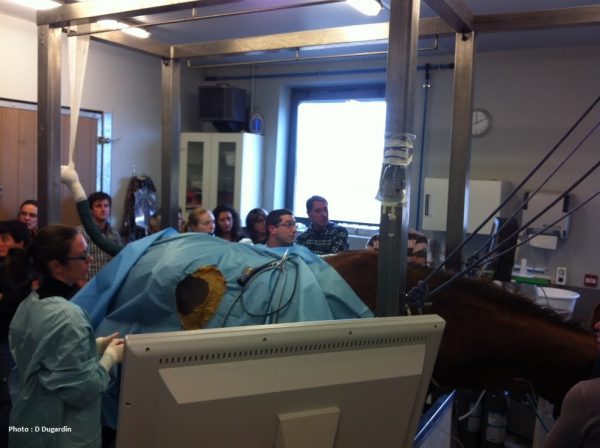 Téléformation : Coliques chez le cheval : traitement médical ou chirurgical ? du jeudi 09 juin 2022 à 12h30 au jeudi 09 juin 2022 à 13h30