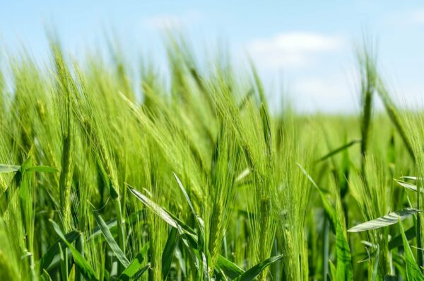 Présentielle : Le cahier des charges en agriculture biologique le mardi 06 juin 2023 à 09h00 à Aix-en-Provence pour une durée de 7h pour 0.55 points