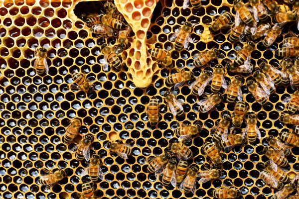 Présentielle : L'examen clinique des colonies d'abeilles (B.A.-BA en apiculture niveau 2) du mardi 10 septembre 2024 à 09h00 au mardi 10 septembre 2024 à 17h00 à Les Loges-Marchis