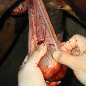 Présentielle : La castration du cheval du jeudi 10 septembre 2026 à 09h00 au jeudi 10 septembre 2026 à 17h00 à La Celle-Condé