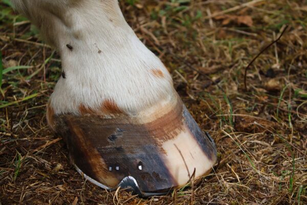 Téléformation : L’abcès de pied chez le cheval le mardi 28 juin 2022 à 14h00