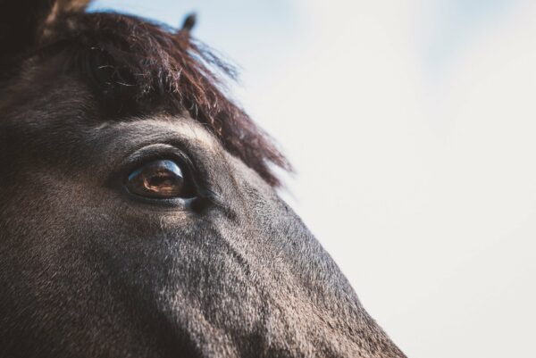 Présentielle : Affections oculaires chez le cheval du jeudi 23 novembre 2023 à 09h00 au jeudi 23 novembre 2023 à 17h00 à Saint-Cannat