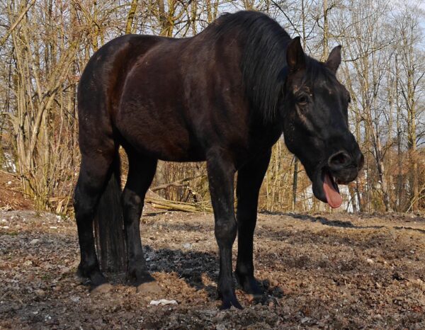 Téléformation : La toux chez le cheval du vendredi 29 septembre 2023 à 13h00 au vendredi 29 septembre 2023 à 14h00