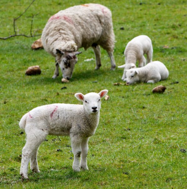 Présentielle : La brebis de compagnie ou d’agrément du jeudi 12 juin 2025 à 09h00 au jeudi 12 juin 2025 à 17h00 à Vigneux-de-Bretagne
