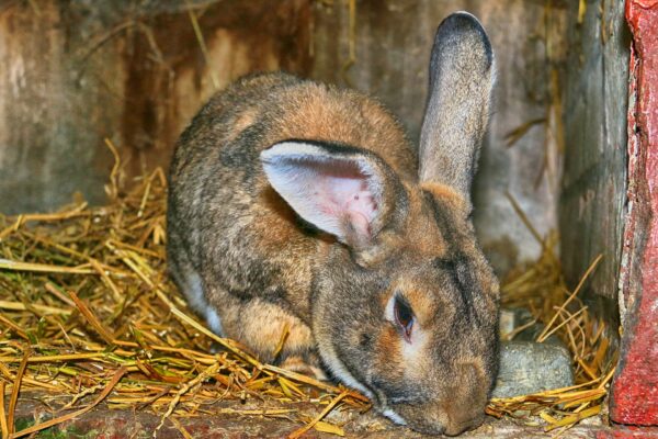 Téléformation : Formation de formateur d'éleveurs Biosécurité en élevage de lapins du vendredi 21 octobre 2022 à 10h00 au vendredi 21 octobre 2022 à 12h00
