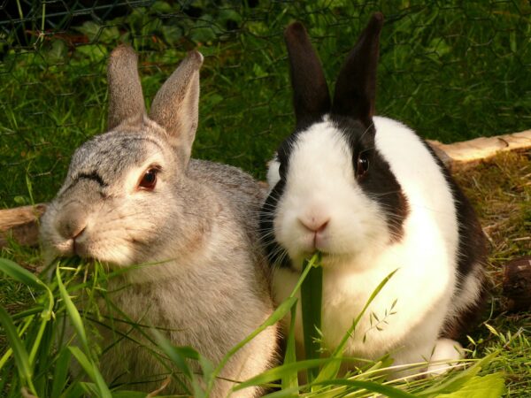 Téléformation : VHD à virus variant sur le lapin de compagnie ou de clapier du mardi 11 mai 2021 à 13h00 au mardi 11 mai 2021 à 14h00