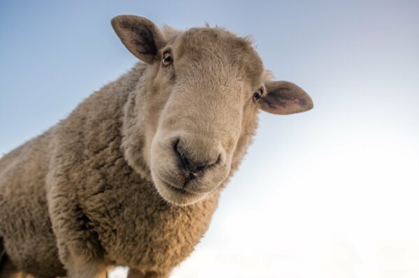 Présentielle : En ovine, j’ai de la demande… mais je ne sais pas y repondre ! du jeudi 27 mai 2021 à 09h00 au jeudi 27 mai 2021 à 17h00 à Clermont-Ferrand