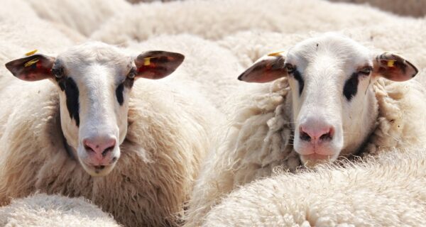 Téléformation : Se débarrasser de la gale ovine : mission impossible ? du jeudi 23 juin 2022 à 12h30 au jeudi 23 juin 2022 à 13h30