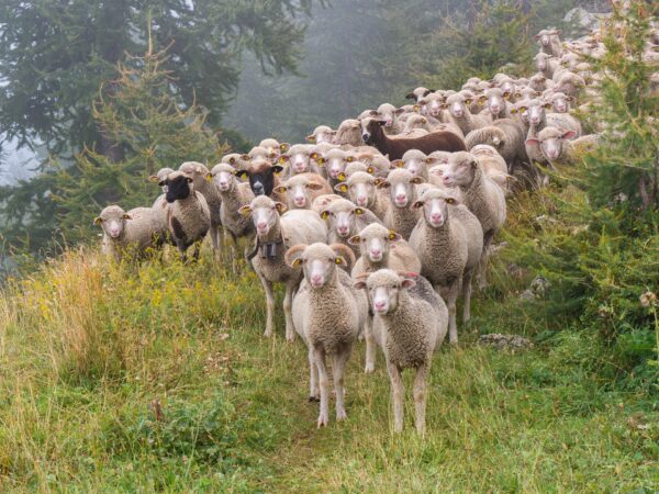 Téléformation : L’analyse coprologique en médecine ovine : du prélèvement à la décision de traitement du mercredi 02 octobre 2024 à 13h00 au mercredi 02 octobre 2024 à 14h00