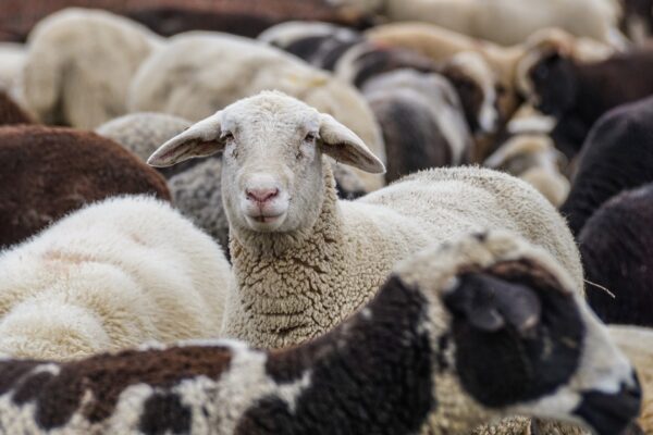 Téléformation : La salmonellose abortive ovine du mardi 15 mars 2022 à 13h00 au mardi 15 mars 2022 à 14h00