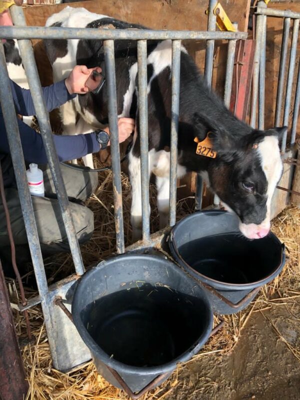 Présentielle : Pratique de l’échographie hors reproduction en médecine bovine du jeudi 24 novembre 2022 à 08h30 au jeudi 24 novembre 2022 à 18h00 à Cholet