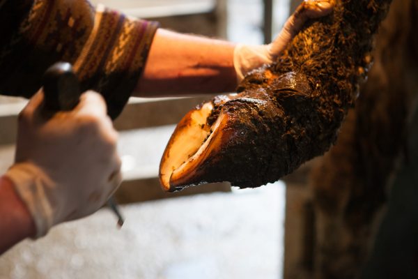 Présentielle : Parage curatif des bovins du vendredi 18 septembre 2020 à 09h00 au vendredi 18 septembre 2020 à 17h00 à Luc-la-Primaube