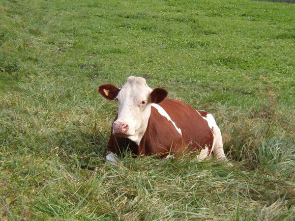 Présentielle : Approche raisonnée du parasitisme bovin au retour de pâturage 2 du jeudi 17 décembre 2020 à 09h00 au jeudi 17 décembre 2020 à 17h00 à Tronget
