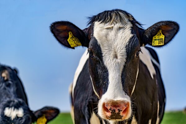 Téléformation : Cycle de formation en repro bovine « en ligne » - Parcours 3 - Anoestrus du samedi 05 novembre 2022 à 09h00 au mercredi 30 novembre 2022 à 17h00
