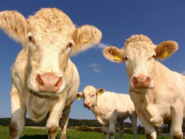 Présentielle : Castration de la vache en pratique du jeudi 15 octobre 2020 à 09h00 au jeudi 15 octobre 2020 à 17h00 à Beaurainville