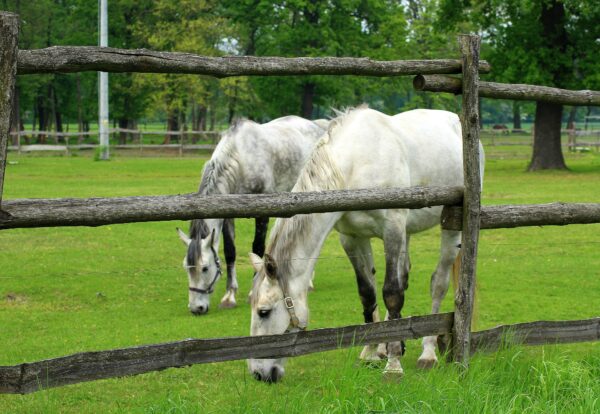 Présentielle : Les soins vétérinaires du cheval âgé du jeudi 17 avril 2025 à 09h00 au jeudi 17 avril 2025 à 17h00 à Saint-Cannat