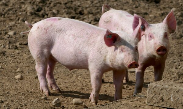 Présentielle : Bien-être animal en élevage de porcs du jeudi 21 avril 2022 à 09h00 au jeudi 21 avril 2022 à 17h00 à Pacé