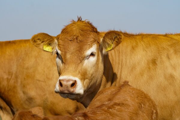 Présentielle : Point sur les maladies métaboliques des vaches allaitantes – Les fondamentaux de l’alimentation & Du faire naître au sevrage du jeudi 26 novembre 2020 à 09h00 au jeudi 26 novembre 2020 à 18h00 à Tronget