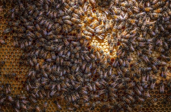 Téléformation : Les nosémoses des abeilles du mardi 30 avril 2024 à 13h00 au mardi 30 avril 2024 à 14h00