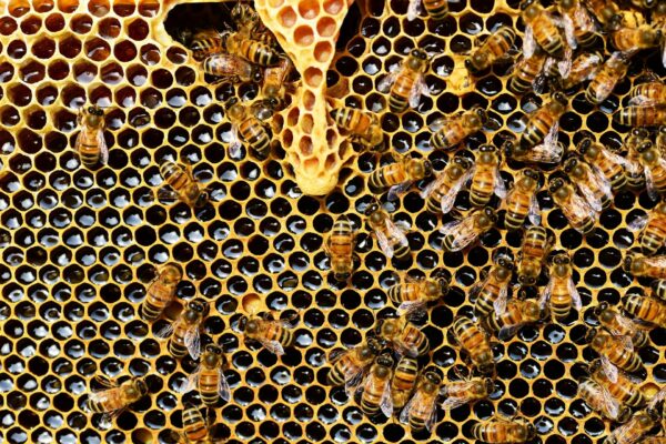 Téléformation : L’immunité chez les abeilles le mercredi 14 juin 2023 à 13h00 pour une durée de 0.5h pour 0.05 points