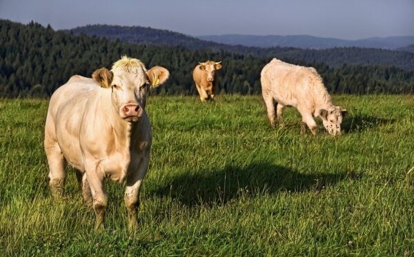 Présentielle : Les examens complémentaires en vache allaitante du mercredi 05 février 2025 à 09h00 au mercredi 05 février 2025 à 17h00 à Paris