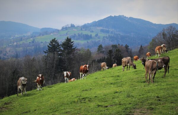 Présentielle : De la pratique à la théorie, appropriez-vous le bien-être animal du mardi 07 mars 2023 à 09h00 au mardi 07 mars 2023 à 17h00 à Saint-Contest