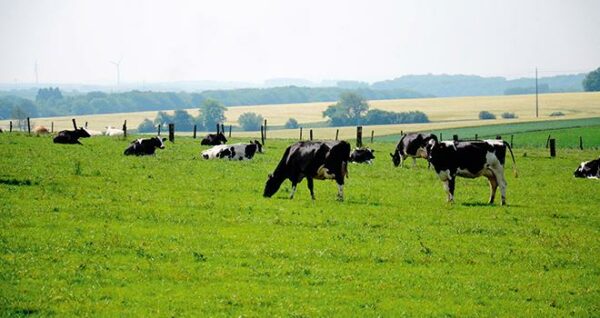Présentielle : Le pâturage pour les  vaches laitières :  comment ca marche ? le jeudi 10 juin 2021 à 09h00 à Jandun