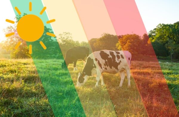 Téléformation : Protéger les ruminants du stress thermique du jeudi 08 juin 2023 à 12h30 au jeudi 08 juin 2023 à 14h00