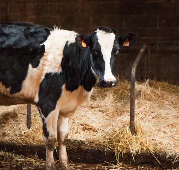 Présentielle : Gestion pratique et raisonnée de la fièvre Q en élevages bovins :  le praticien rural en première ligne du jeudi 06 avril 2023 à 14h00 au jeudi 06 avril 2023 à 18h00 à Hénin-Beaumont