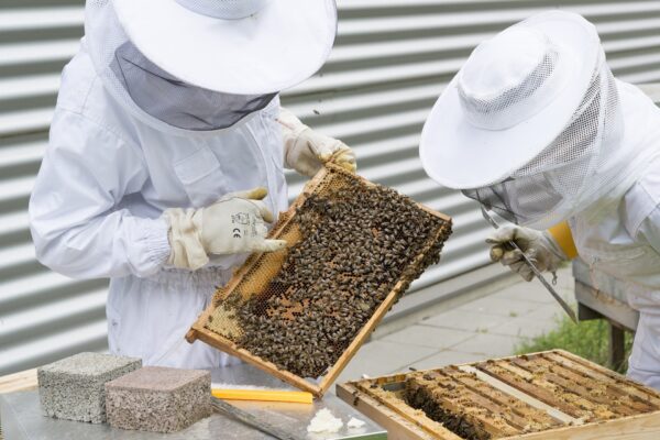 Téléformation : Peut-on tester l’efficacité des médicaments varroocides au rucher ? du mardi 09 avril 2024 à 13h00 au mardi 09 avril 2024 à 14h00