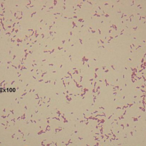 Présentielle : Les analyses bactériologiques réalisables en établissement de soins vétérinaires du mardi 02 décembre 2025 à 09h00 au mardi 02 décembre 2025 à 17h00 à Hochfelden