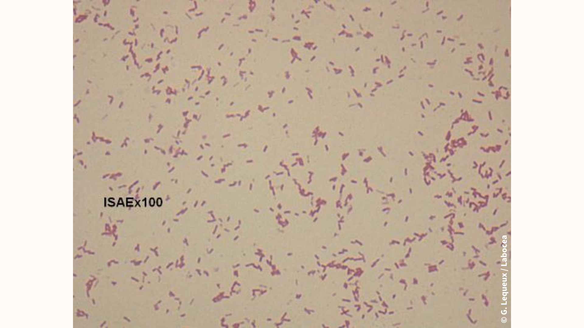 Présentielle : Les analyses bactériologiques réalisables en établissement de soins vétérinaires du mardi 02 décembre 2025 à 09h00 au mardi 02 décembre 2025 à 17h00 à Hochfelden