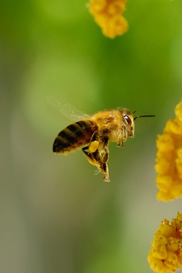 Présentielle : Principales maladies des abeilles et conduite à tenir (B.A.-BA en apiculture niveau 3) du mercredi 11 septembre 2024 à 09h00 au mercredi 11 septembre 2024 à 17h00 à Les Loges-Marchis