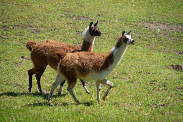 Présentielle : L’essentiel à savoir en médecine des lamas et les alpagas du jeudi 16 octobre 2025 à 09h00 au jeudi 16 octobre 2025 à 17h00 à Beaune