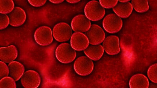Présentielle : Hématologie en pratique rurale du jeudi 03 avril 2025 à 09h00 au jeudi 03 avril 2025 à 17h00 à Hénin-Beaumont