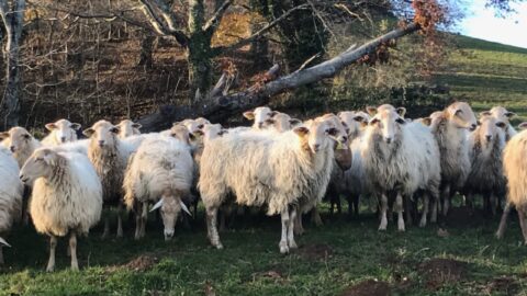 crédit : Julien Clément, Agnelles de renouvellement manech tete rousse à la pâture.