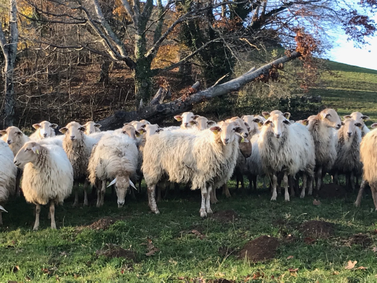 crédit : Julien Clément, Agnelles de renouvellement manech tete rousse à la pâture.