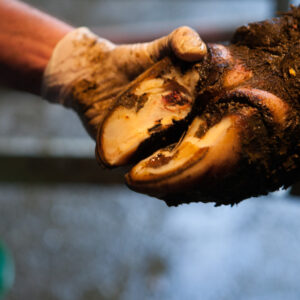 Présentielle : Pratique du parage préventif et curatif en clientèle du lundi 22 juin 2026 à 09h00 au mercredi 24 juin 2026 à 17h00 à Maîche